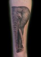 /album/galeria-tattoo/tetovanie-slona-franciak-jpg/